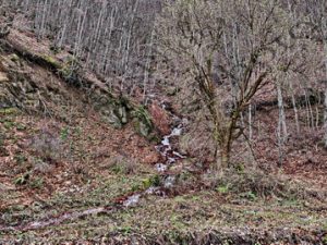 04 ΡΥΑΚΙ ΚΟΡΜΟΣ ΔΑΣΟΣ ΒΛΑΣΤΗ ΚΟΖΑΝΗ 02-04-2025