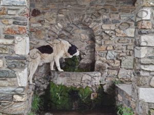 05 ΣΚΥΛΟΣ ΠΙΝΕΙ ΝΕΡΟ ΠΕΤΡΙΝΗ ΒΡΥΣΗ ΒΛΑΣΤΗ ΚΟΖΑΝΗ 02-04-2025