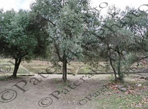 11 ΑΡΧΑΙΟΛΟΓΙΚΟΣ ΧΩΡΟΣ ΑΡΧΑΙΟ ΘΕΑΤΡΟ ΑΙΓΩΝ ΒΕΡΓΙΝΑ 01-03-2025