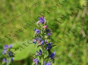 32 ΑΓΡΙΟΛΟΥΛΟΥΔΟ ΠΕΤΑΛΟΥΔΑ ΑΜΑΡΑΝΤΟΣ ΜΑΣΤΟΡΟΧΩΡΙΑ ΚΟΝΙΤΣΑ 09-06-2025