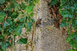 38 ΣΑΥΡΑ ΣΙΑΜΙΑΜΙΔΗ ΓΕΝΑΔΙΟ ΜΑΣΤΡΟΧΩΡΙΑ ΚΟΝΙΤΣΑ 09-06-2025