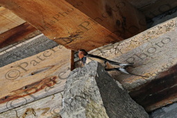 39 ΧΕΛΙΔΟΝΙ ΠΙΝΕΙ ΝΕΡΟ ΓΕΝΑΔΙΟ ΜΑΣΤΡΟΧΩΡΙΑ ΚΟΝΙΤΣΑ 09-06-2025