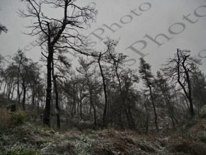 01 ΧΙΟΝΙΑ ΣΤΑ ΚΑΜΜΕΝΑ ΠΕΣΜΕΝΑ ΔΕΝΔΡΑ ΑΦΙΔΝΕΣ 05-02-2023