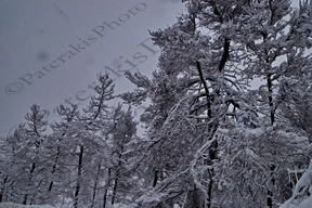 02 ΧΙΟΝΙΑ ΣΤΑ ΚΑΜΜΕΝΑ ΔΕΝΔΡΑ ΙΠΠΟΚΡΑΤΕΙΟΣ ΠΟΛΙΤΕΙΑ 10-03-2022