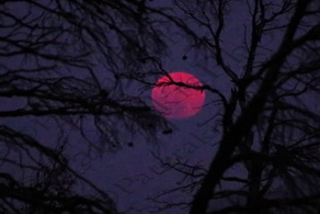 02 ΚΟΚΚΙΝΗ ΠΑΝΣΕΛΗΝΟΣ ΦΕΓΓΑΡΙ ΤΟΥ ΕΛΑΦΙΟΥ ΚΑΜΜΕΝΑ ΔΕΝΔΡΑ ΑΓ ΜΑΡΙΝΑ ΑΦΙΔΝΑΙ 03-07-2023