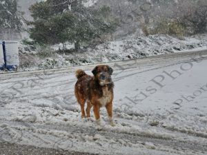 03 ΣΚΥΛΟΣ ΣΤΑ ΧΙΟΝΙΑ ΑΦΙΔΝΕΣ 05-02-2023