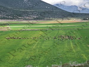 04 ΒΟΣΚΟΣ ΚΟΠΑΔΙ ΠΡΟΒΑΤΟ ΒΟΣΚΗ ΛΙΜΝΗ ΠΑΡΑΛΙΜΝΗ ΒΟΙΩΤΙΑ 05-03-2023