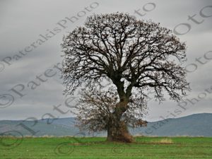 04 ΦΥΛΛΟΒΟΛΟ ΔΕΝΔΡΟ ΧΩΡΙΣ ΦΥΛΛΑ ΑΛΕΞΑΝΔΡΟΥΠΟΛΗ 14-01-2023