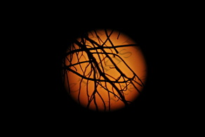 04 ΚΟΥΚΟΥΝΑΡΙ ΚΛΑΔΙ ΠΑΝΣΕΛΗΝΟΣ ΦΕΓΓΑΡΙ ΤΟΥ ΕΛΑΦΙΟΥ ΑΓ ΜΑΡΙΝΑ ΑΦΙΔΝΑΙ 03-07-2023