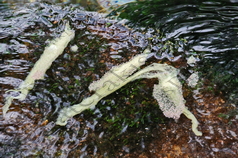 04 ΠΗΓΕΣ ΑΓ.ΕΛΕΟΥΣΑΣ ΒΟΙΩΤΙΚΟΥ ΚΗΦΙΣΟΥ ΠΟΛΥΔΡΟΣΟΣ ΦΩΚΙΔΑ 08-01-2022