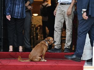 04 ΠΙΝΑΤ PEANUT ΣΚΥΛΟΣ ΜΑΞΙΜΟΥ 10-10-2023