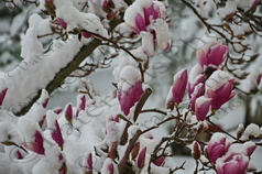 06 ΧΙΟΝΙΑ ΑΝΘΗ ΜΑΝΩΛΙΑ ΙΠΠΟΚΡΑΤΕΙΟΣ ΠΟΛΙΤΕΙΑ 10-03-2022