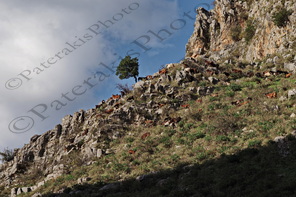 06 ΚΟΠΑΔΙ ΓΙΔΑ ΚΑΤΣΙΚΙΑ ΣΕ ΑΠΟΚΡΥΜΝΑ ΒΡΑΧΙΑ ΠΗΓΕΣ ΚΡΥΑ ΛΙΒΑΔΕΙΑ ΒΟΙΩΤΙΑ 10-12-2023