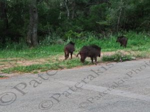 07 ΑΓΕΛΗ ΑΓΡΙΟΓΟΥΡΟΥΝΑ ΙΠΠΟΚΡΑΤΕΙΟΣ ΠΟΛΙΤΕΙΑ 18-04-2024
