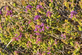 07 ΑΝΘΟΣ ΘΥΜΑΡΙ ΠΟΤΑΜΟΣ ΑΝΤΙΚΥΘΗΡΑ 02-08-2022