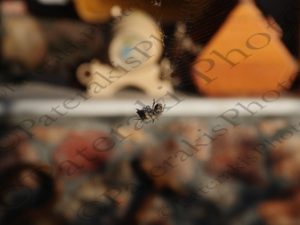 08 ΑΡΑΧΝΗ ΜΕ ΘΗΡΑΜΑ ΙΣΤΟΣ ΙΠΠΟΚΡΑΤΕΙΟΣ ΠΟΛΙΤΕΙΑ 05-07-2022