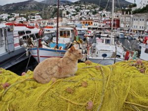 08 ΓΑΤΑ ΥΔΡΑ 05-05-2023