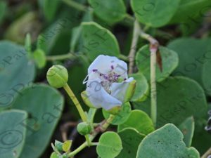10 ΑΝΘΟΣ ΚΑΠΑΡΙ ΠΟΤΑΜΟΣ ΑΝΤΙΚΥΘΗΡΑ 02-08-2022