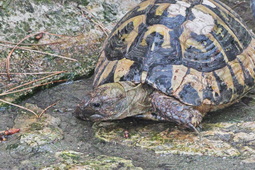 10 ΧΕΛΩΝΑ ΠΙΝΕΙ ΝΕΡΟ ΙΠΠΟΚΡΑΤΕΙΟΣ ΠΟΛΙΤΕΙΑ 26-06-2023