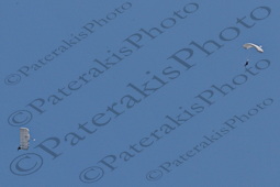 10 ΕΛΛΗΝΙΚΗ ΣΗΜΑΙΑ ΑΛΕΞΙΠΤΩΤΙΣΤΗΣ ΕΛΕΥΘΕΡΗ ΠΤΩΣΗ ΔΙΟΙΚΗΣΗ ΕΙΔΙΚΟΥ ΠΟΛΕΜΟΥ Ε Σ ATHENS FLYING WEEK ΤΑΝΑΓΡΑ 02-09-2023