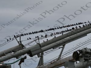 10 ΠΕΡΙΣΤΕΡΙΑ ΣΤΟ ΣΥΡΜΑ ΜΕΤΑΦΕΡΟΜΕΝΟΣ ΦΟΡΤΩΤΗΣ ΛΙΜΑΝΙ ΑΛΕΞΑΝΔΡΟΥΠΟΛΗ 14-01-2023