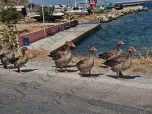 104 ΠΑΠΙΕΣ ΒΟΛΤΑΡΟΥΝ ΝΕΟ ΛΙΜΑΝΙ ΜΥΡΙΝΑ ΛΗΜΝΟΣ 18-08-2023
