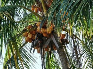 105 ΒΑΣΙΛΙΚΗ ΚΑΡΥΔΑ KING COCONUT ΠΟΤΑΜΙ MANDRE DE DIOS PUERTO MALDONADO ΠΕΡΟΥ 10-08-2024