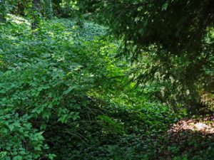 106 JEVREMOVAC BOTANICAL GARDEN ΒΟΤΑΝΙΚΟΣ ΚΗΠΟΣ ΙΑΠΩΝΙΚΟΣ ΚΗΠΟΣ ΤΡΙΑΝΤΑΦΥΛΛΟ ΚΑΚΤΟΣ ΛΟΥΛΟΥΔΙΑ ΦΥΤΑ ΠΑΓΚΑΚΙ BELGRADE ΣΕΡΒΙΑ 30-04-2024