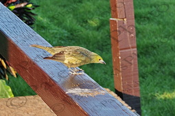 106 ΜΙΚΡΟΠΟΥΛΟ ΑΗΔΟΝΙ ΘΡΑΥΠΙΔΑ ΠΟΤΑΜΙ MANDRE DE DIOS PUERTO MALDONADO ΠΕΡΟΥ 10-08-2024