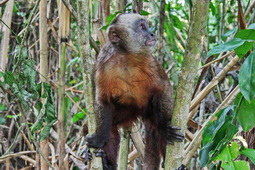 107 ΜΑΙΜΟΥ SQUIRREL SPIDER MONKEY WHITE BROWN CAPUCHINO ALOUATTA ΖΟΥΓΚΛΑ ΠΟΤΑΜΙ MANDRE DE DIOS MONKEY ISLAND PUERTO MALDONADO ΠΕΡΟΥ 10_11-08-2024
