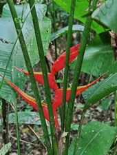 108 HELIKONIA ΖΟΥΓΚΛΑ ΠΟΤΑΜΙ MANDRE DE DIOS PUERTO MALDONADO ΠΕΡΟΥ 10-08-2024