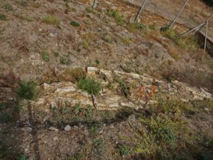 108 ΑΠΟΛΙΘΩΜΕΝΟ ΔΕΝΔΡΟ ΒΑΡΟΣ ΛΗΜΝΟΣ 19-08-2023