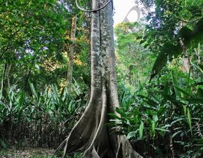 109 IRON TREE ΖΟΥΓΚΛΑ ΠΟΤΑΜΙ MANDRE DE DIOS PUERTO MALDONADO ΠΕΡΟΥ 10_11-08-2024