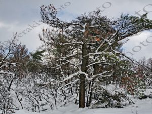 11 ΧΙΟΝΙΑ ΣΤΑ ΚΑΜΜΕΝΑ ΙΠΠΟΚΡΑΤΕΙΟΣ ΠΟΛΙΤΕΙΑ 08-02-2023
