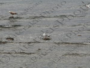 11 ΓΛΑΡΟΣ ΑΛΕΞΑΝΔΡΟΥΠΟΛΗ 14-01-2023