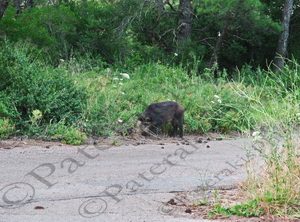 11 ΟΙΚΟΓΕΝΕΙΑ ΑΓΡΙΟΧΟΙΡΟΣ ΙΠΠΟΚΡΑΤΕΙΟΣ ΠΟΛΙΤΕΙΑ 29-06-2023