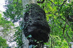 111 ΦΩΛΙΑ ΤΕΡΜΙΤΕΣ ΖΟΥΓΚΛΑ ΠΟΤΑΜΙ MANDRE DE DIOS PUERTO MALDONADO ΠΕΡΟΥ 11-08-2024