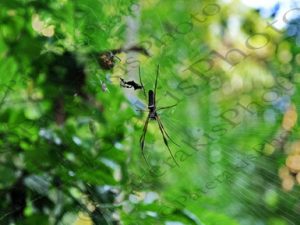 113 ΑΡΑΧΝΗ NEPHILA ΖΟΥΓΚΛΑ ΠΟΤΑΜΙ MANDRE DE DIOS PUERTO MALDONADO ΠΕΡΟΥ 11-08-2024