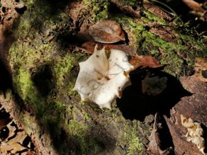 115 ΜΑΝΙΤΑΡΙ ΖΟΥΓΚΛΑ ΠΟΤΑΜΙ MANDRE DE DIOS PUERTO MALDONADO ΠΕΡΟΥ 11-08-2024