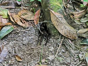 116 ΑΡΑΧΝΗ ΤΑΡΑΝΤΟΥΛΑ TARANTULA ΖΟΥΓΚΛΑ ΠΟΤΑΜΙ MANDRE DE DIOS PUERTO MALDONADO ΠΕΡΟΥ 11-08-2024