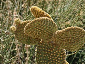 117 ΦΥΛΛΟ ΦΡΑΓΚΟΣΥΚΙΑΣ ΛΗΜΝΟΣ 19-08-2023