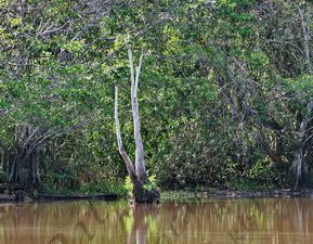 119 ΚΟΡΜΟΣ ΔΕΝΔΡΟ ΑΝΤΑΝΑΚΛΑΣΗ ΛΙΜΝΗ ΖΟΥΓΚΛΑ ΠΟΤΑΜΙ MANDRE DE DIOS PUERTO MALDONADO ΠΕΡΟΥ 11-08-2024