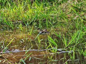 120 ΜΑΤΙΑ ΑΛΙΓΑΤΟΡΑ ΛΙΜΝΗ ΖΟΥΓΚΛΑ ΠΟΤΑΜΙ MANDRE DE DIOS PUERTO MALDONADO ΠΕΡΟΥ 11-08-2024