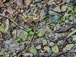 121 ΜΕΓΑΛΟ ΜΕΡΜΥΓΚΙ ΜΕΤΑΦΕΡΕΙ ΤΡΟΦΗ ΖΟΥΓΚΛΑ ΠΟΤΑΜΙ MANDRE DE DIOS PUERTO MALDONADO ΠΕΡΟΥ 11-08-2024