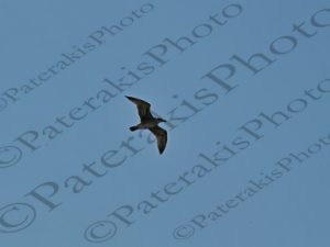 122 ΓΛΑΡΟΣ ΠΛΑΚΑ ΛΗΜΝΟΣ 19-08-2023