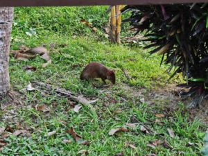 124 AGOUTI ΖΟΥΓΚΛΑ ΠΟΤΑΜΙ MANDRE DE DIOS PUERTO MALDONADO ΠΕΡΟΥ 12-08-2024
