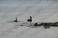 13 ΕΡΩΔΙΟΣ ΛΙΜΑΝΙ ΕΡΕΤΡΙΑ ΕΥΒΟΙΑ  20-02-2022