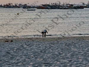 132 ΑΓΟΡΙ ΜΑΖΕΥΕΙ ΟΣΤΡΑΚΑ ΠΑΡΑΛΙΑ PARACAS ΠΕΡΟΥ 13-08-2024