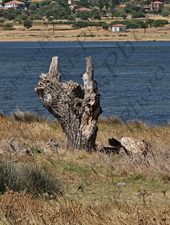 135 ΚΟΡΜΟΣ ΘΑΛΑΣΣΑ ΛΗΜΝΟΣ 21-08-2023