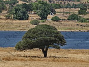 136 ΔΕΝΔΡΟ ΣΤΑΧΥΑ ΘΑΛΑΣΣΑ ΛΗΜΝΟΣ 21-08-2023